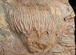 Multiple Moroccan Crinoid Plate #4028-1